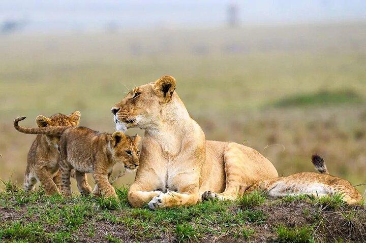 Nairobi National Park Half-Day Safari Tour with 4x4 &Hotel Pickup
