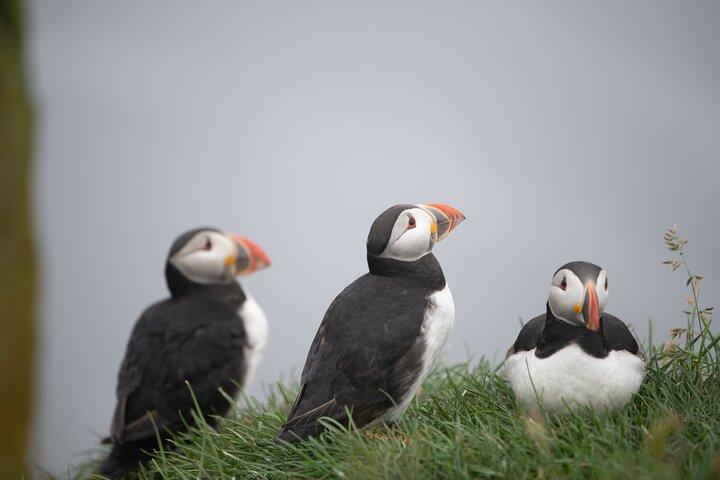 Mykines Private Hike and Tour Adventure