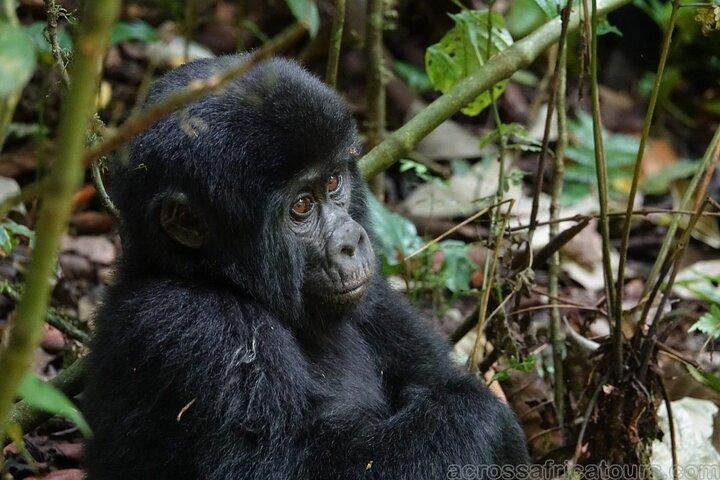 A Journey Through Nature and Wildlife 6 Days/5 Nights