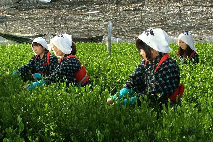 Special Matcha Tea Picking, Factory Tour and Casual Tea Ceremony