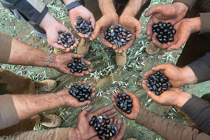 Full Day Olive Oil Farm and Nicotera Tour with Calabrian lunch