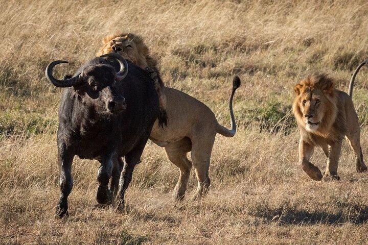 Wildlife Safari & Wine Tasting Tour Experience