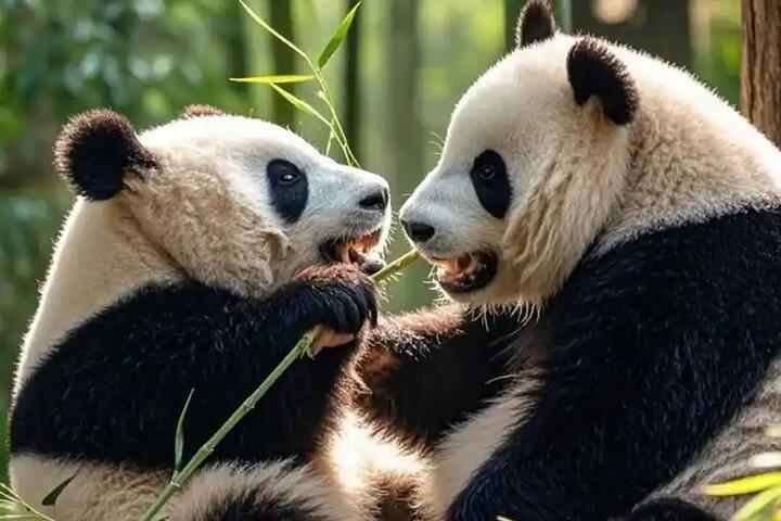 Panda House, Summer Palace, Old Hutongs, Temple of Heaven & Lunch