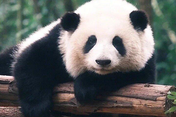 Chengdu Panda Base and Giant Buddha Tour with English Driver