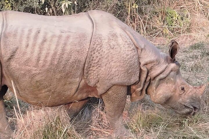 3-Day Chitwan National Park Jungle Safari Tour Package with Pick Up