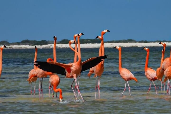 Río Lagartos: Private Boat Tour