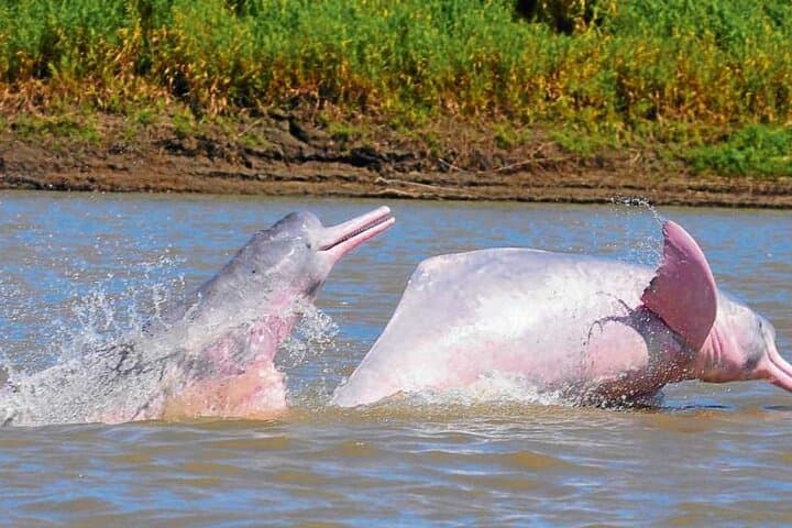Iquitos: 2 Day Amazon Rainforest Discovery - Iquitos Jungle Tour