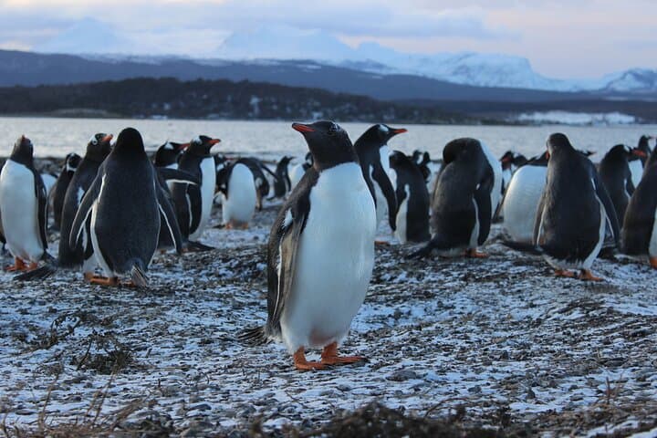 Hammer Island Hiking and Navigation in the Beagle Channel -