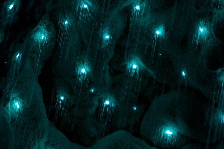 German Speaking Tour of Kawiti Glow Worm Caves, Opua Kauri Walk