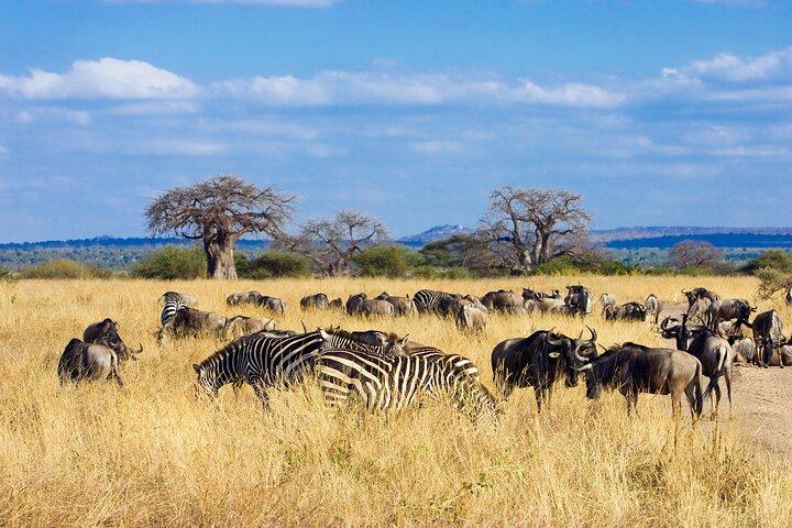 Tarangire Day Safari with Private Guide & Open Jeep Experience