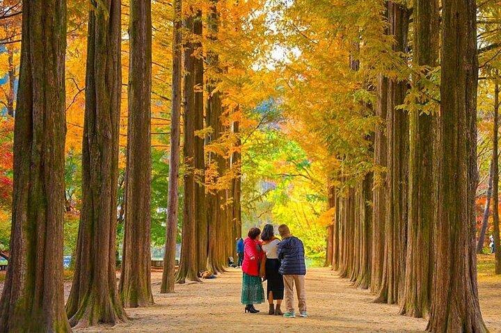 [Private Tour] Nami Island+Morning calm Garden+Petite France
