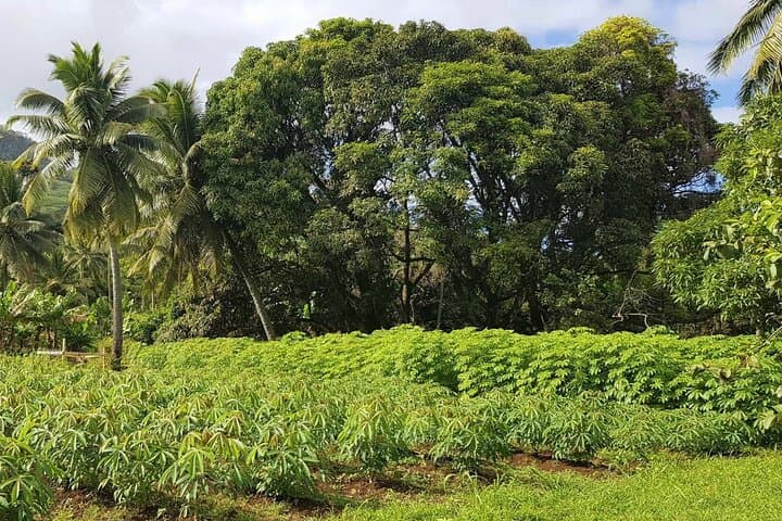 Market, Farm, Fork! A taste of Rarotonga: from farm to fork.
