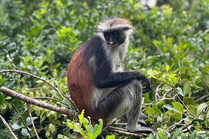 Jozani Forest ,Kuza Cave,Paje beach&the Rock Private Tour