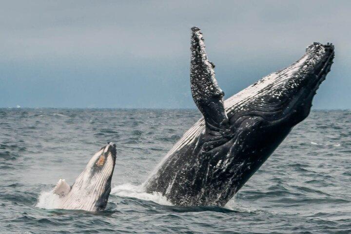 Early Morning Whale Tour: Mother & Calf in Puerto López