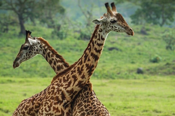 From Arusha: Safari 1 Day Trip to Arusha National Park