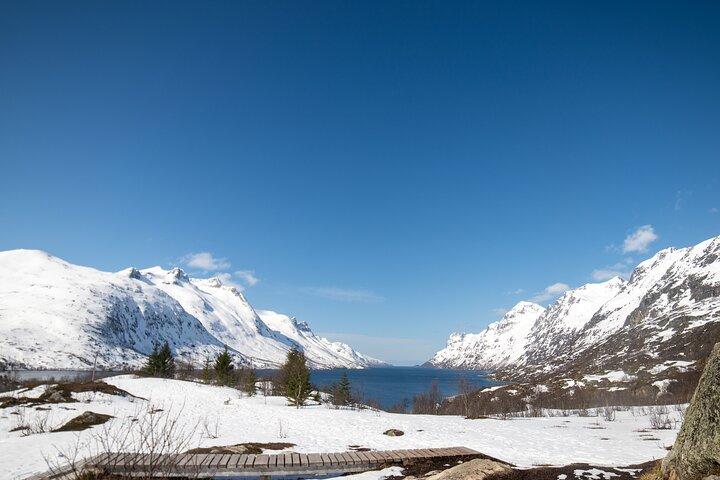 Tromsø: Fjord Adventure Tour with Wildlife and Lunch