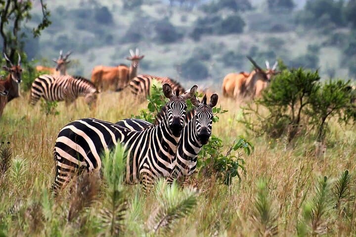 4 Day Uganda Queen Elizabeth Park & Chimpanzee Safari from Rwanda