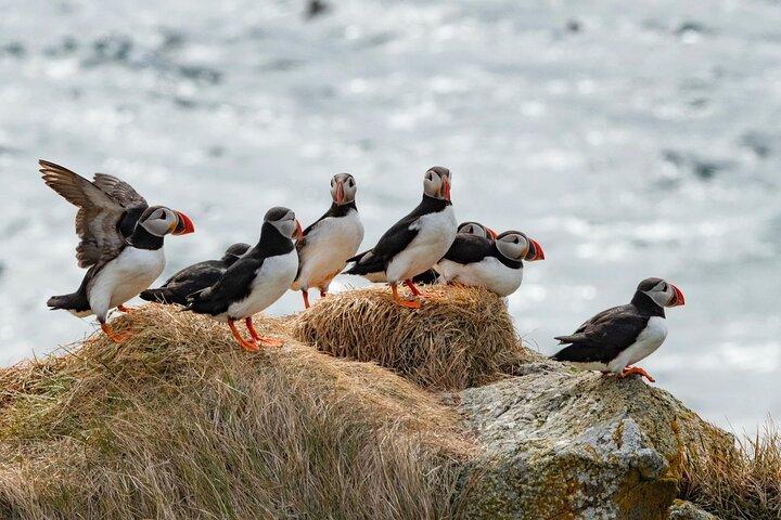 Puffin Party