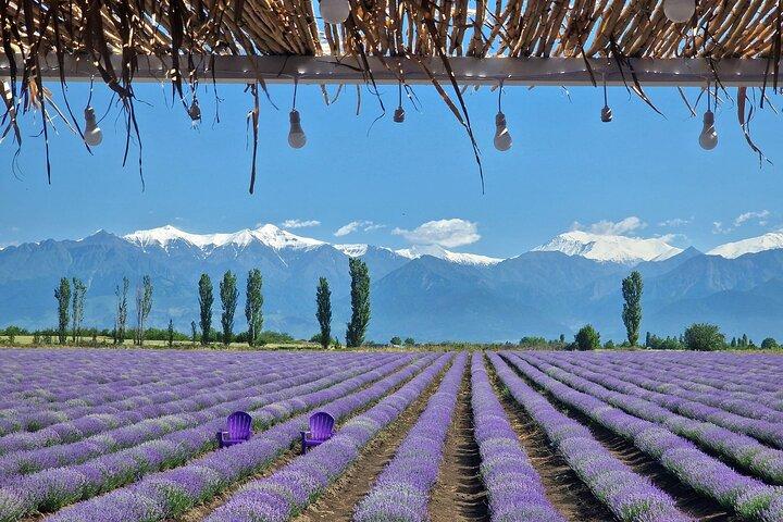 Alpaca Farm and Lavender Fields Tour