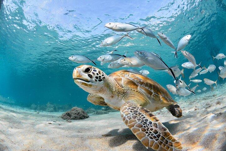 Snorkel Tours to Shallow Coral Reefs at Pennekamp Underwater Park