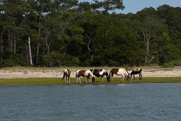 Wildlife Boat Tour with Wild Ponies and Dolphins in Chincoteague