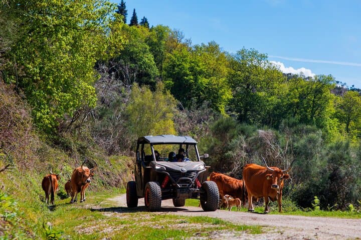 1h Buggy Tour • (price is per vehicle)