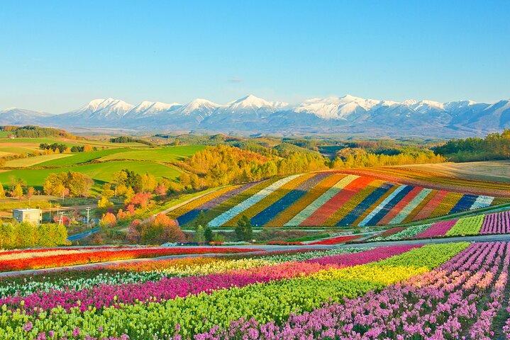 Hokkaido Biei Blue Pond Furano Flower Farm Ningle Terrace Trip