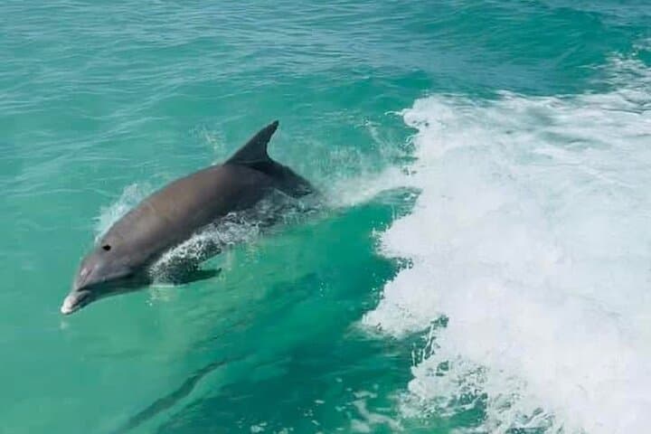 Private Anna Maria Island Boat Tour Snorkeling, Dolphins, Sandbar
