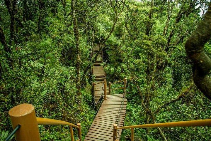 Cameron Highlands Mossy Forest Day Tour with Lunch