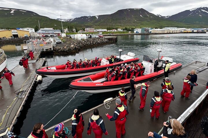Express Whale Watching in Dalvik close to Akureyri north Iceland