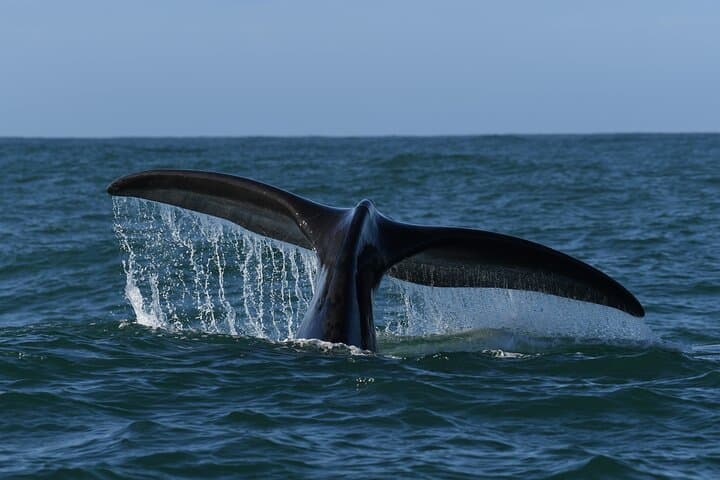 Private Hermanus Whale Watching Shoreline Day Tour from Cape Town