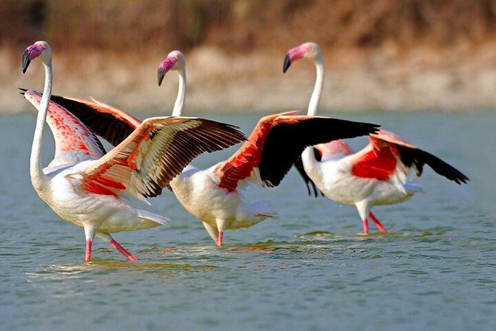 Trinidad's Highlights including Scarlet Ibis Tour