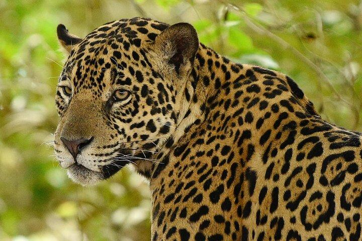 Chitwan Jungle Safari Escape: 3 Days from Kathmandu or Pokhara