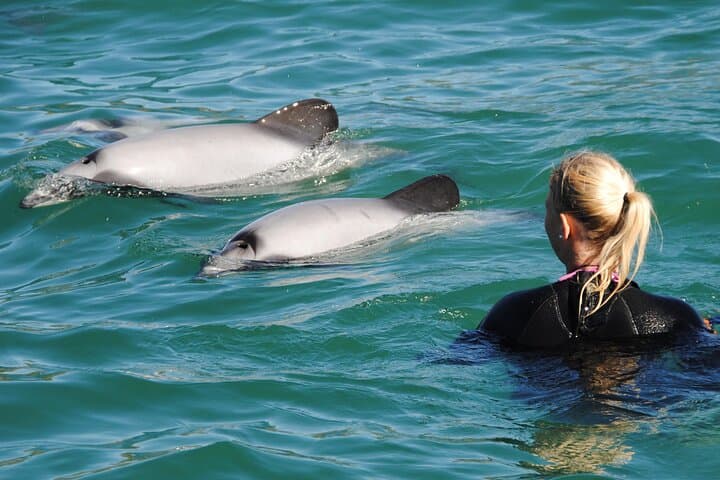 Akaroa Swim with Dolphins Tour from Christchurch