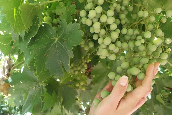 Excursión de 3 bodegas y 1 olivícola con degustación