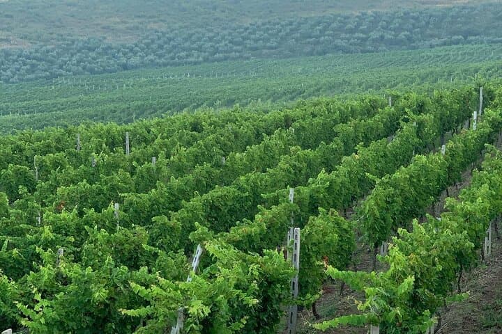Zvernec Monastery, Apollonia and Wine Tasting From Vlora
