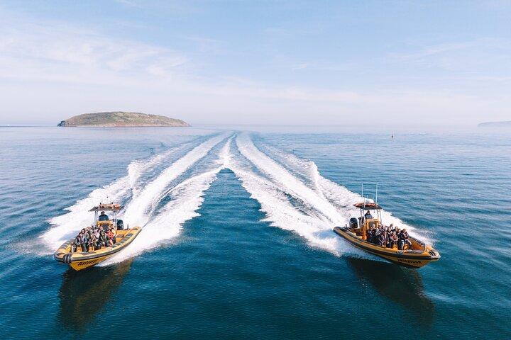 Anglesey Wildlife Boat Trips Around Coastal Sites