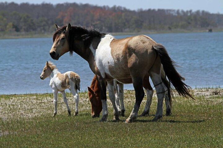 Narrated Tour of Chincoteague, Wild Pony and Nature Cruise