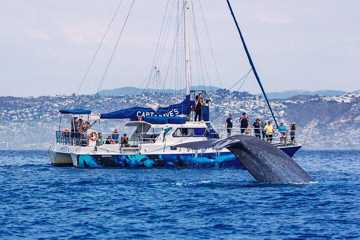 Dana Point Dolphin and Whale Watching with Underwater Viewing