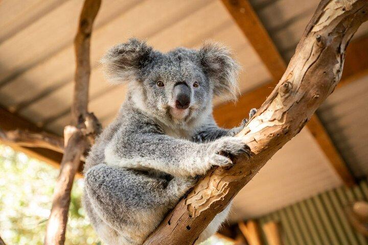 Blue Mountains Deluxe Small Group Half or Full Day Discovery Tour