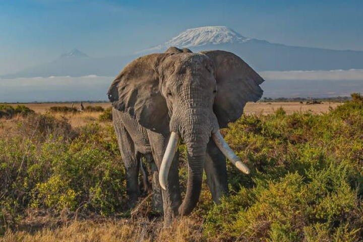 Nairobi Day Trip to Amboseli National Park and Maasai Village