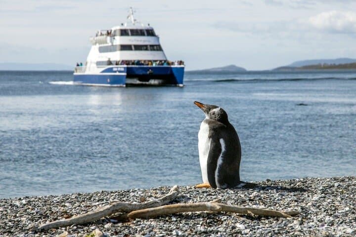Discover penguins on Martillo Island in the Beagle Channel & more