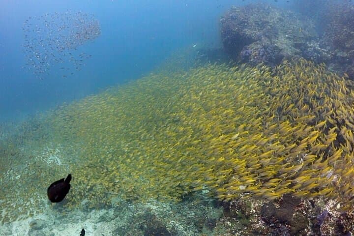 Scuba Diving in Phuket – Full-Day Trip (3 Dives, All Included)