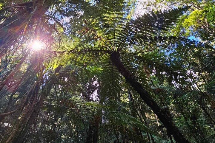 *Popular Tour* - Bay of Islands: Nature Adventure - 4hrs