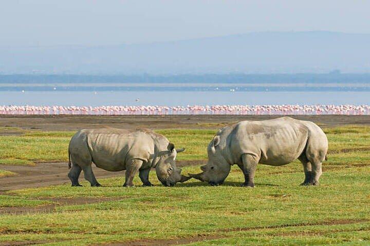 One Day Tour to Lake Nakuru from Nairobi 4WD