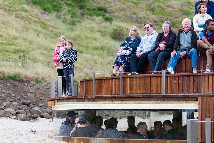 PREMIUM Phillip Island Penguin Parade Tour max 11 Hotel Pickup