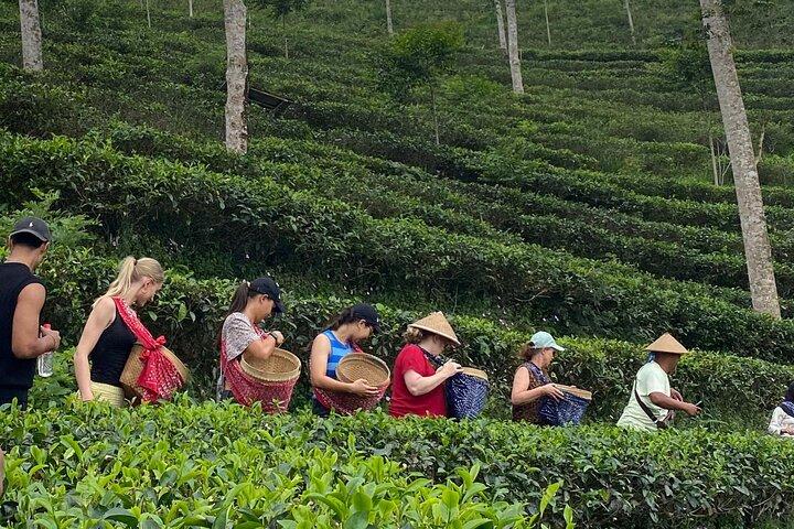 Private Half-Day Tea Village Discovery with lunch in Yogyakarta