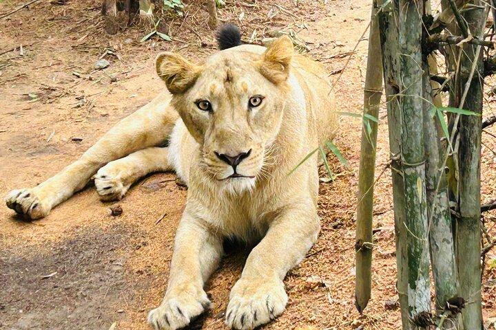 Explore Bangalore’s Wild Side – An Exclusive Bannerghatta Safari!