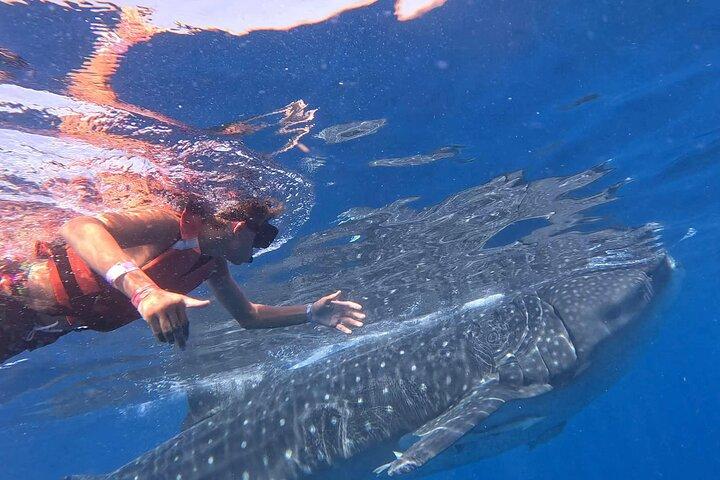 Private Whale Shark Adventure in Isla Mujeres and Cancun