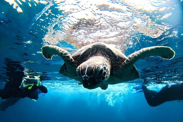 Okinawa Ishigaki Blue Cave Snorkeling Tour